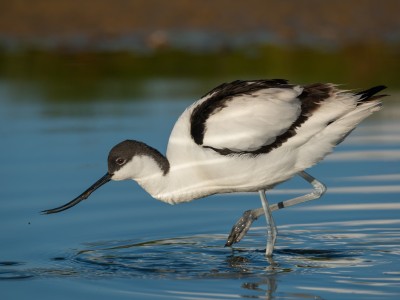 AVIFAUNA